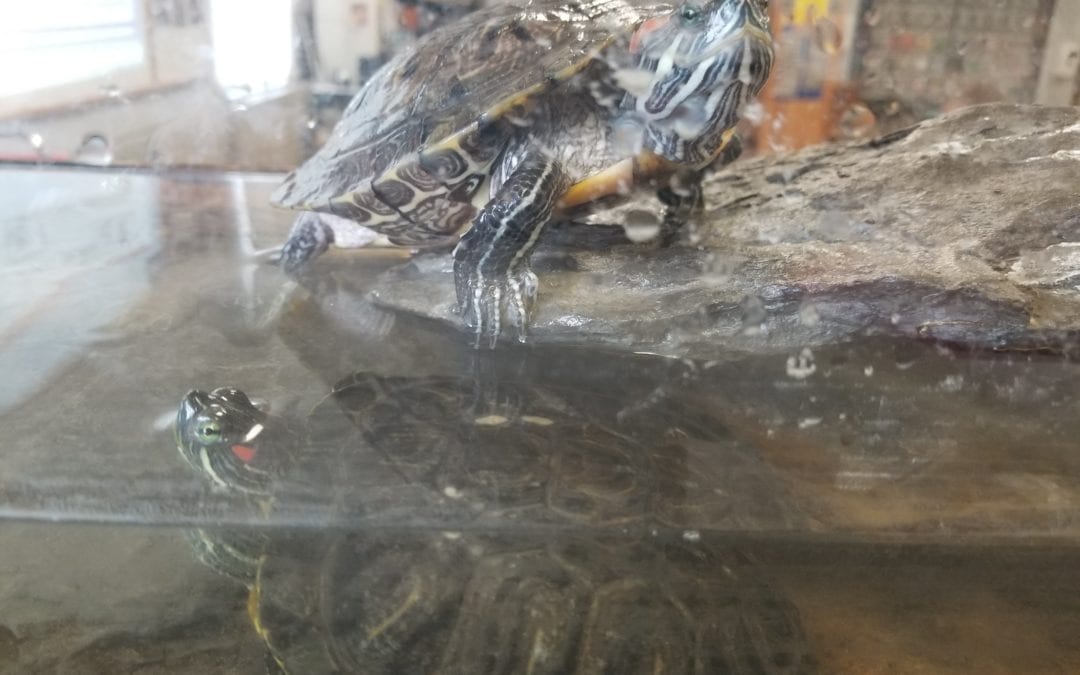 Meet our class pets!